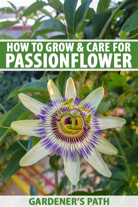 Passion Flowers: Types, How To Grow and Care .